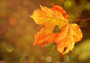 herbst 2025
